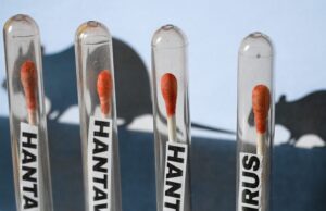 ハンタウイルスは米国にあるのか?2026年のクルーズ船の混乱の中での最新情報 is-the-hantavirus-in-the-us.?-update-amid-2026-cruise-ship-chaos